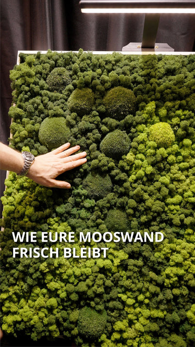 Wie eure Mooswand frisch bleibt!