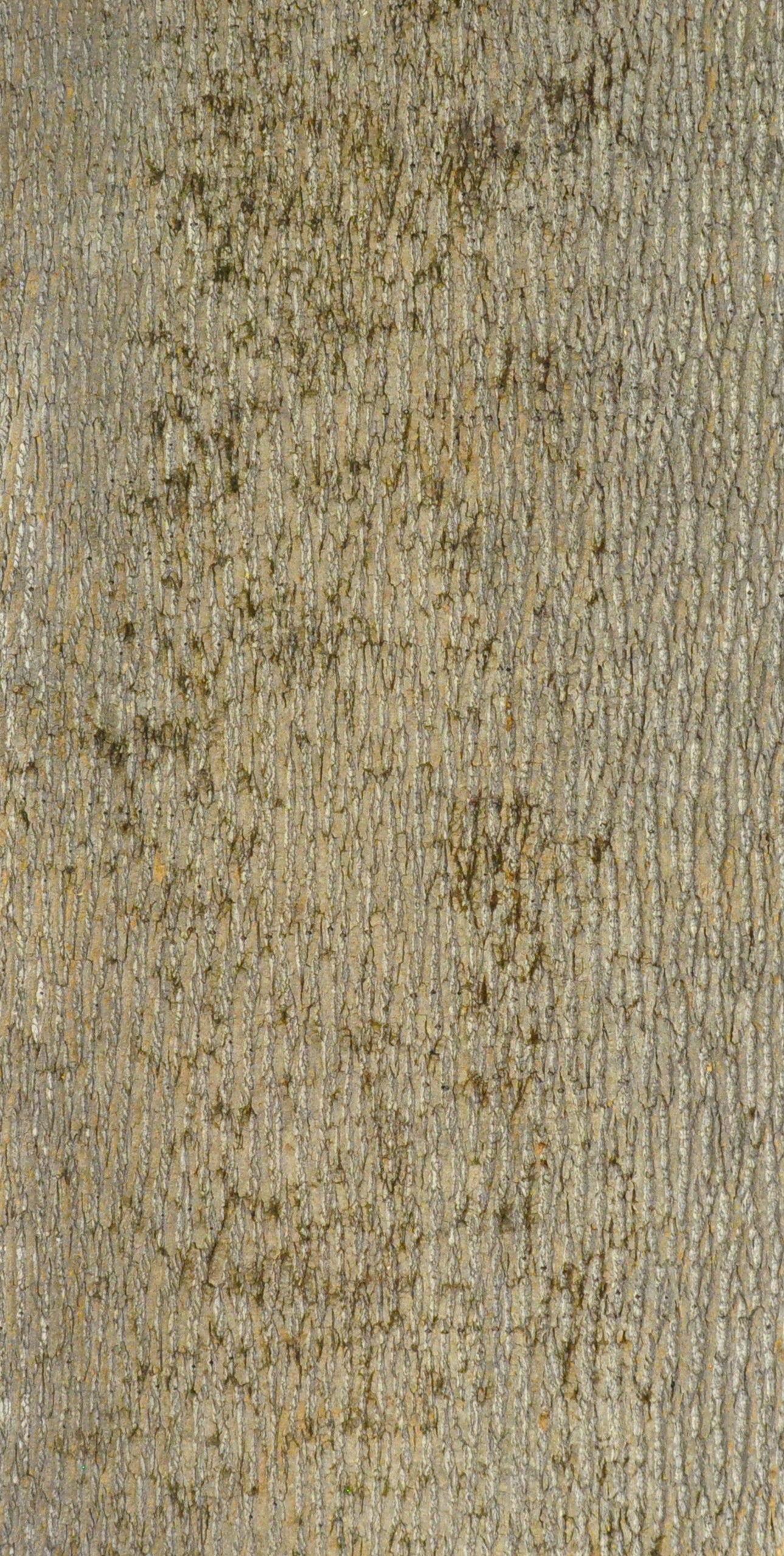 Baumrinde Pappelpaneel STD-19-0033