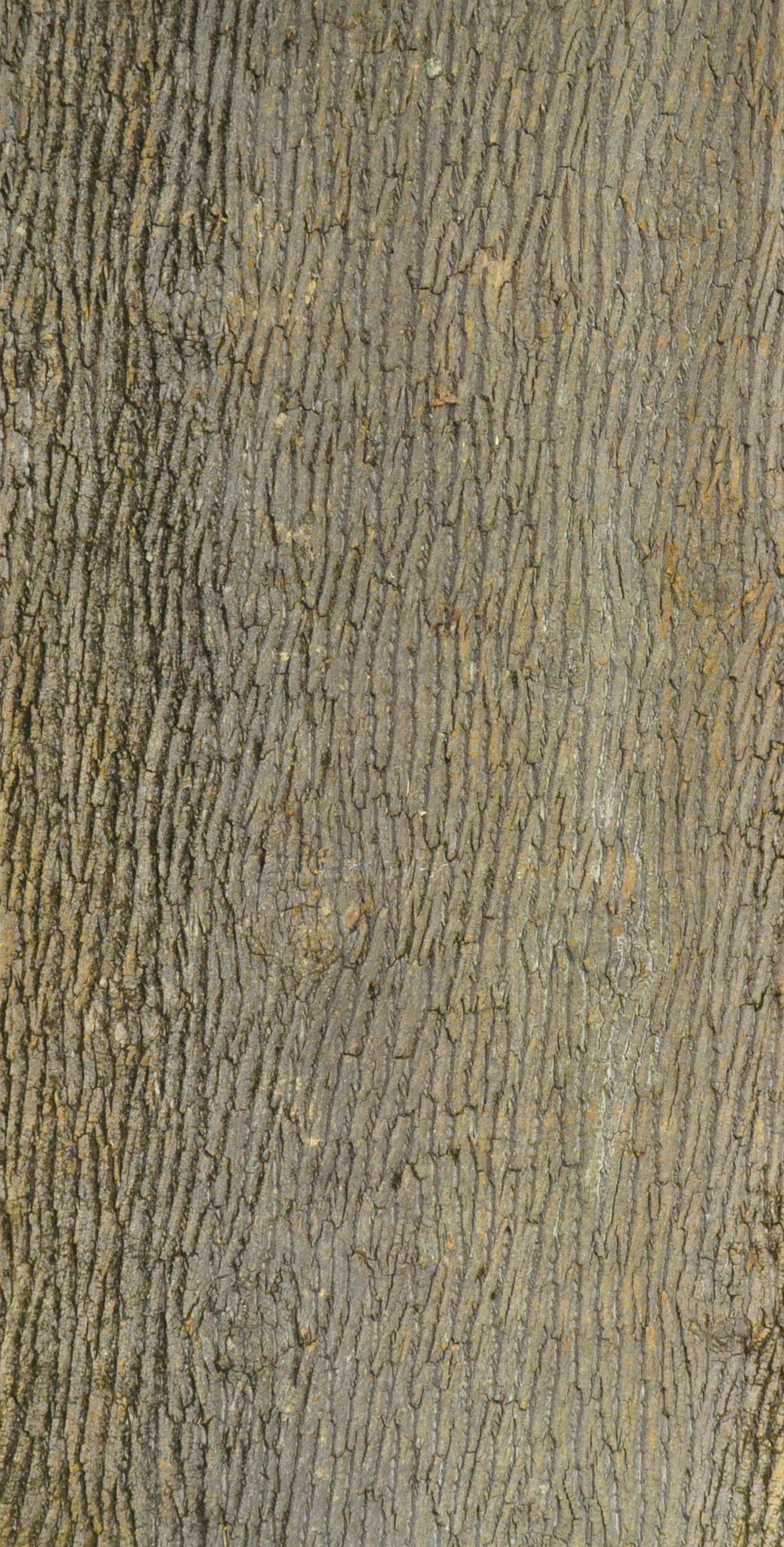 Baumrinde Pappelpaneel STD-19-0122