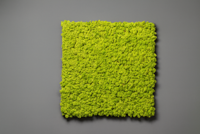 Moospaneel 60x60 cm - apfelgrün