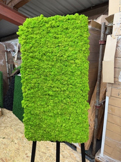 Moosbild Islandmoos 100x55cm