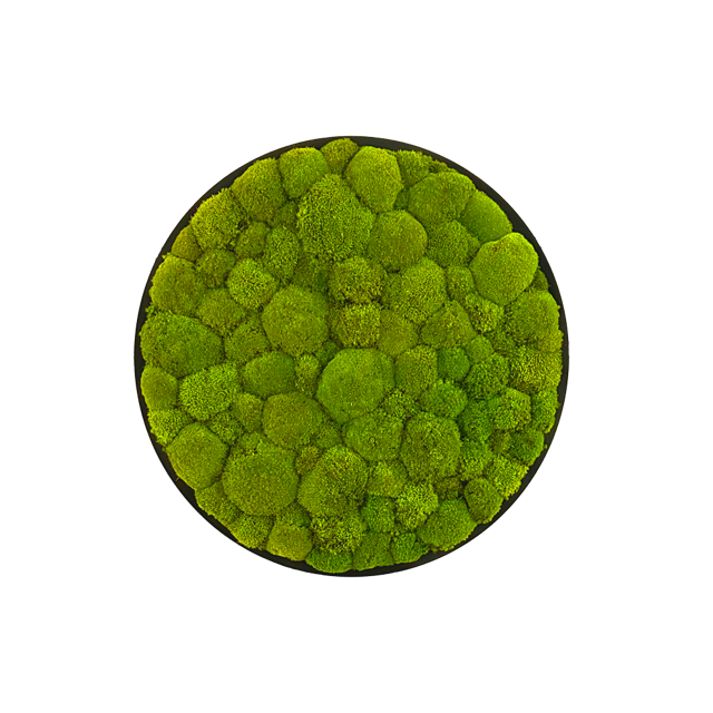 Hügelmoos ohne Rahmen - rund