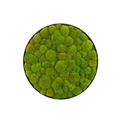 Hügelmoos ohne Rahmen - rund