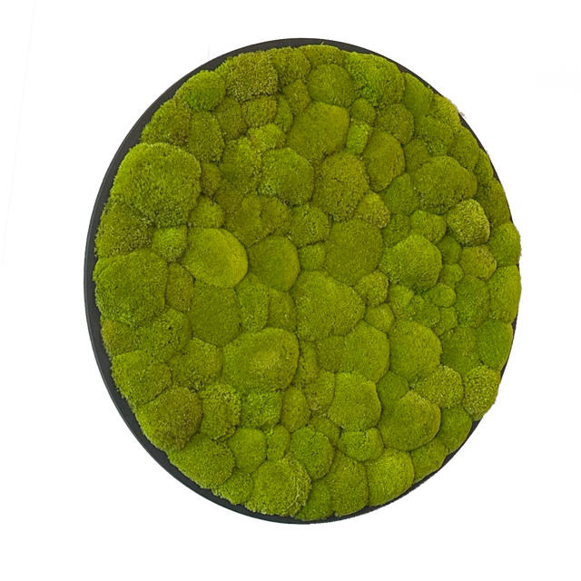 Hügelmoos ohne Rahmen - rund