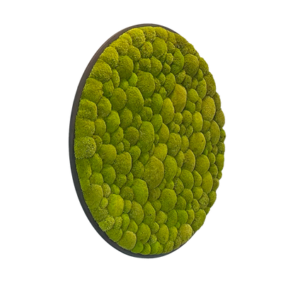 Hügelmoos ohne Rahmen - rund