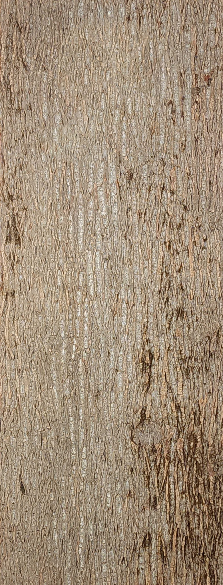 Baumrinde Pappelpaneel PRE-18-0072