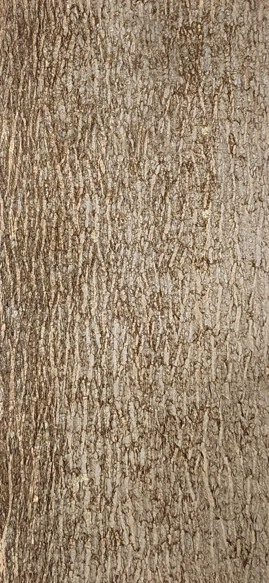 Baumrinde Pappelpaneel PRE-20-0016