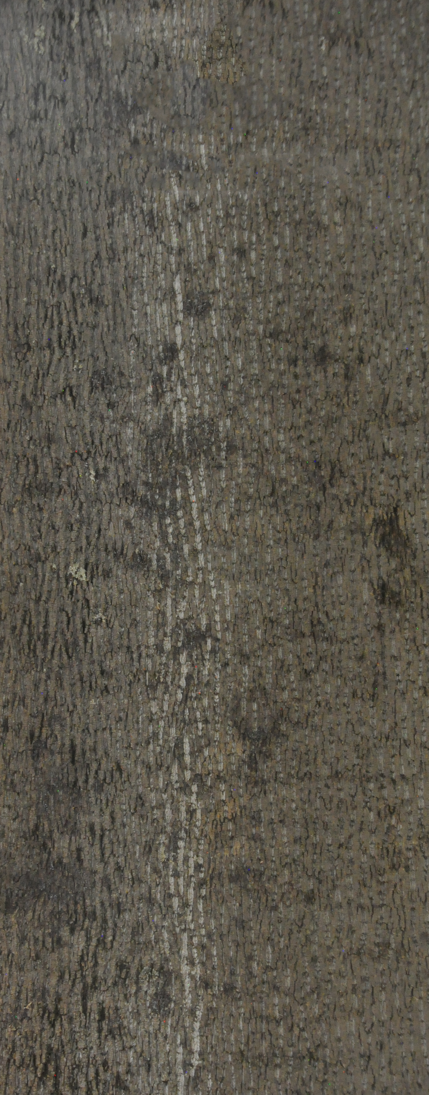 Baumrinde Pappelpaneel STD-22-0046