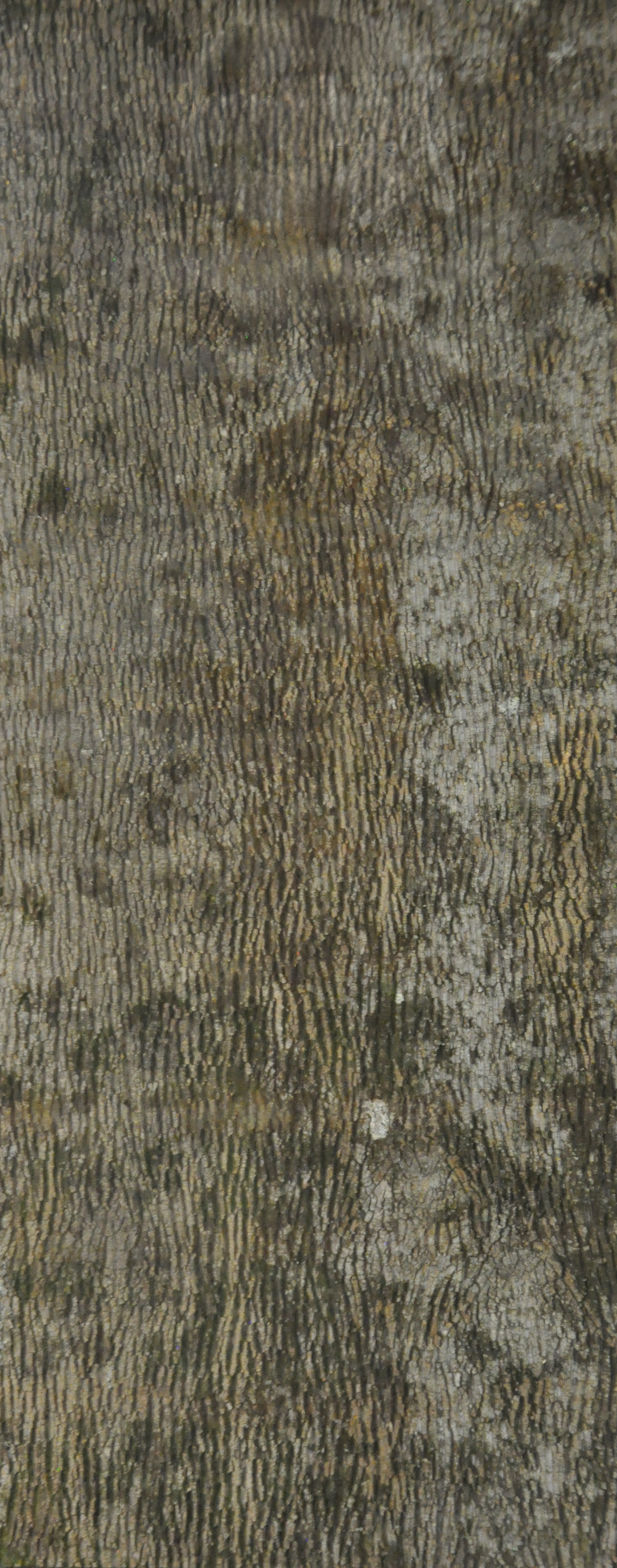 Baumrinde Pappelpaneel STD-22-0079