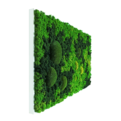 Evergreen Nebula eckig