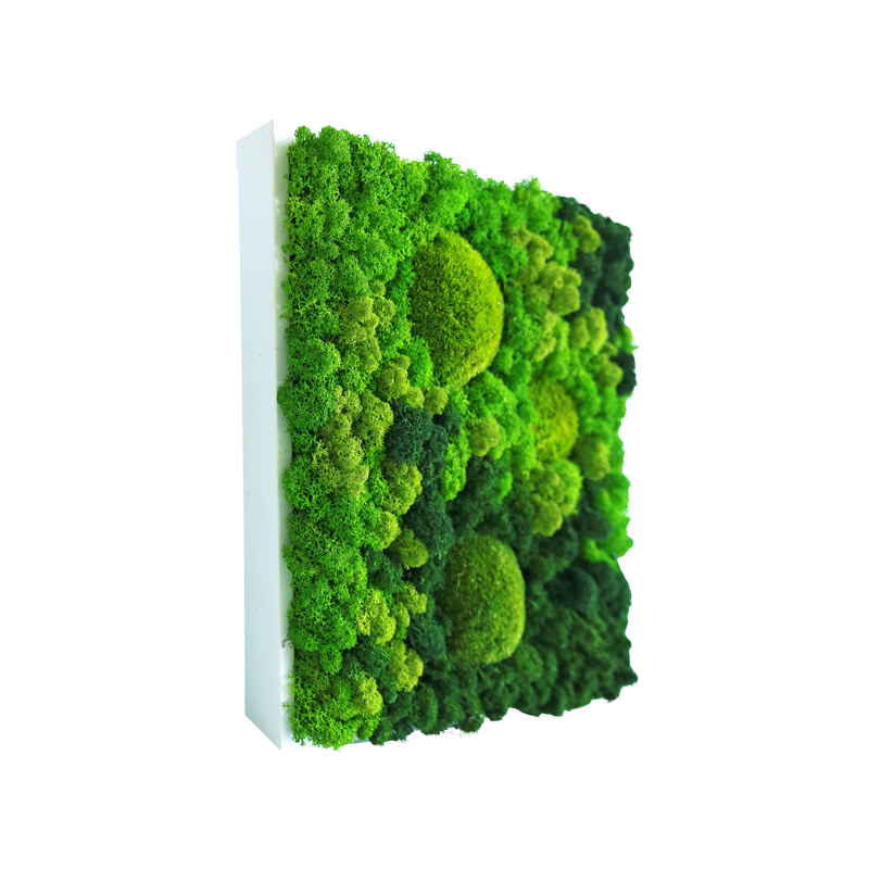 Evergreen Nebula eckig