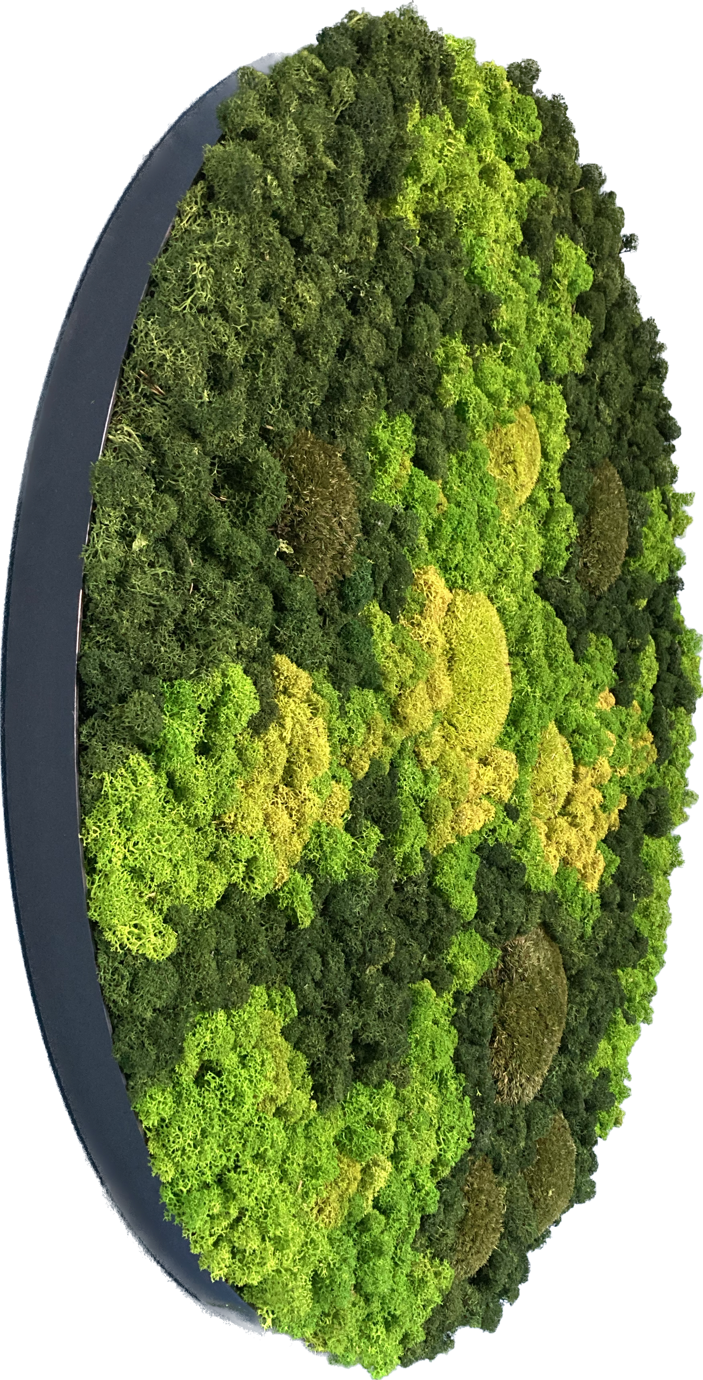 Evergreen Nebula rund