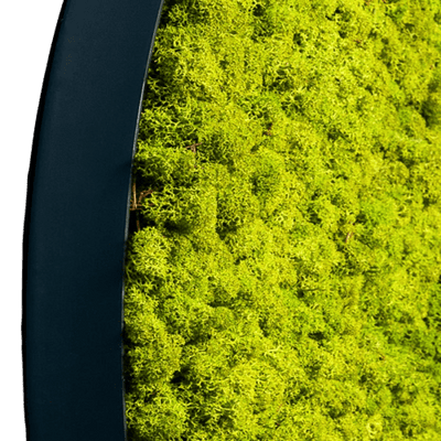 Islandmoos Apfelgrün | rund