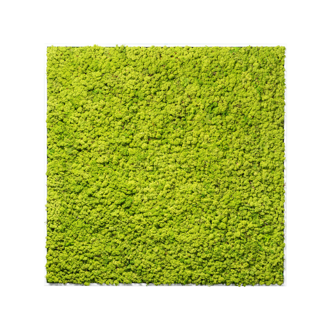 Islandmoos Waldgrün Premium | eckig