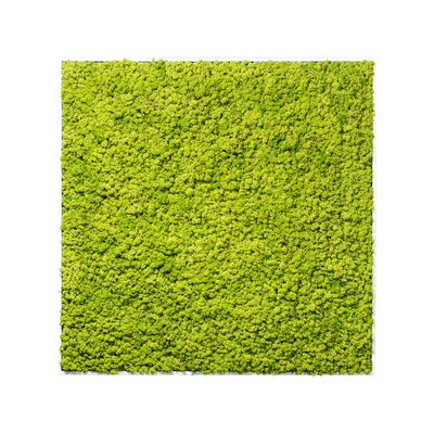 Islandmoos Waldgrün Premium | eckig