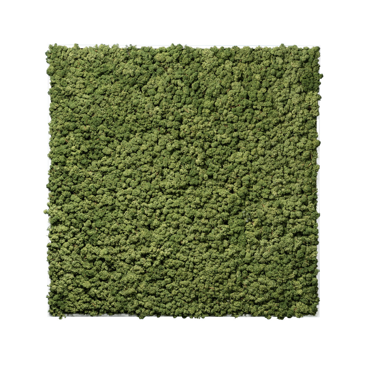 Islandmoos Apfelgrün Premium | eckig