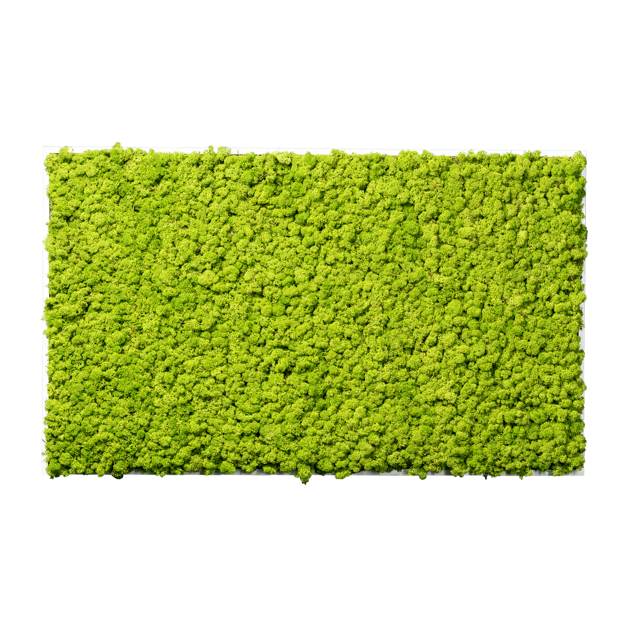 Islandmoos Apfelgrün Premium | eckig