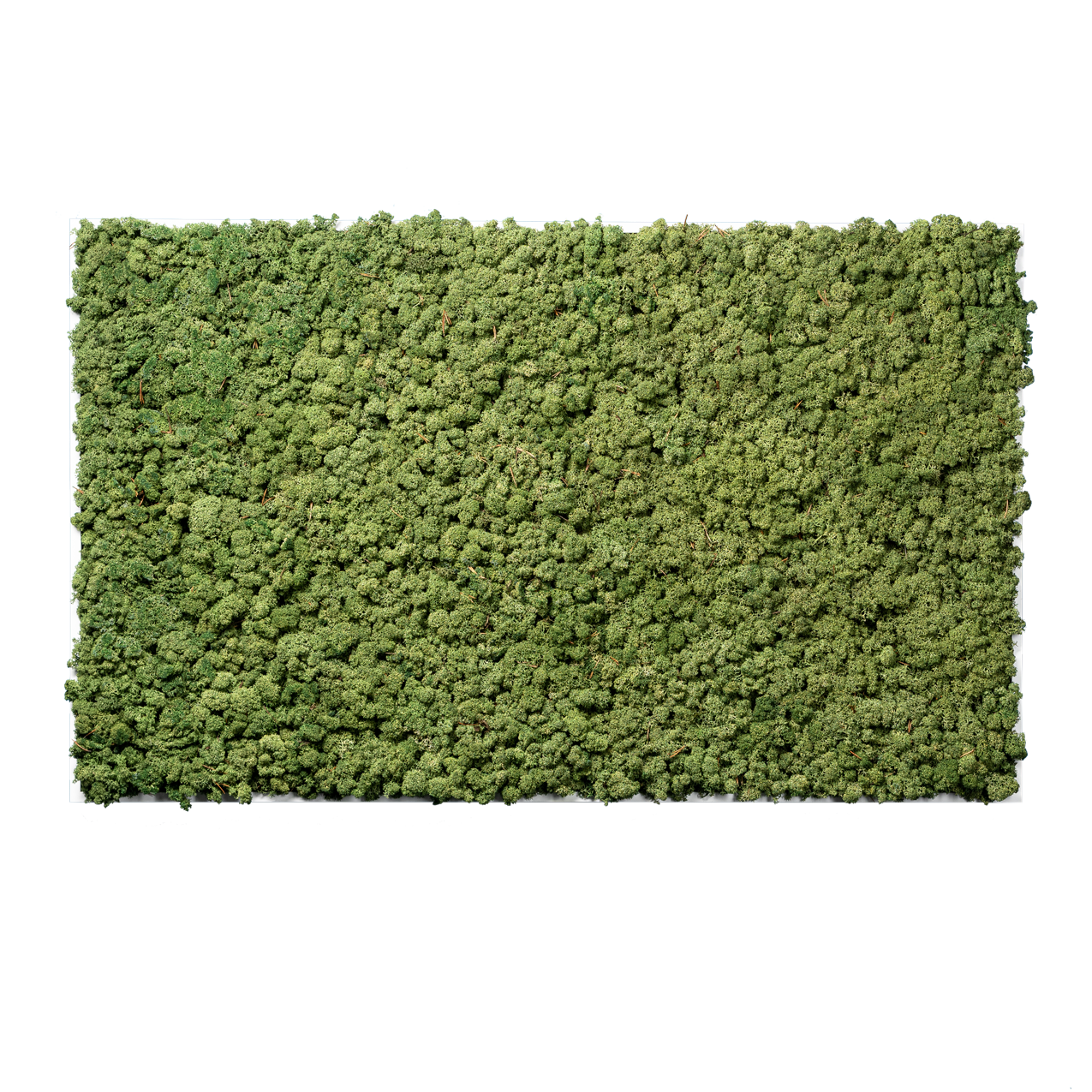 Islandmoos Waldgrün Premium | eckig