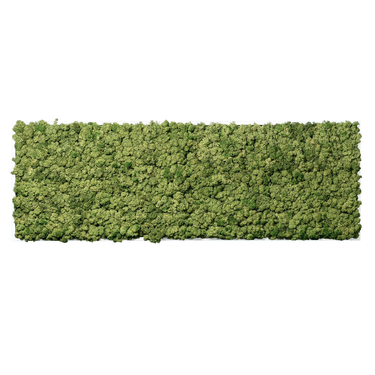 Islandmoos Apfelgrün Premium | eckig