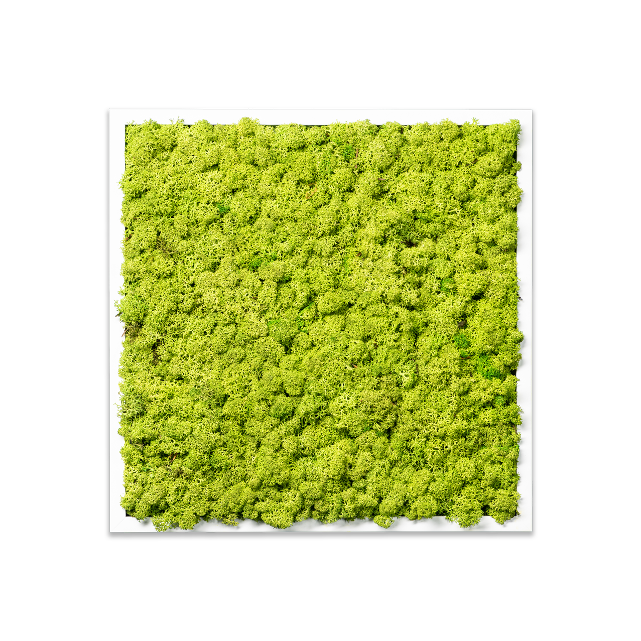 Islandmoos Waldgrün Premium | eckig