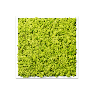 Islandmoos Waldgrün Premium | eckig