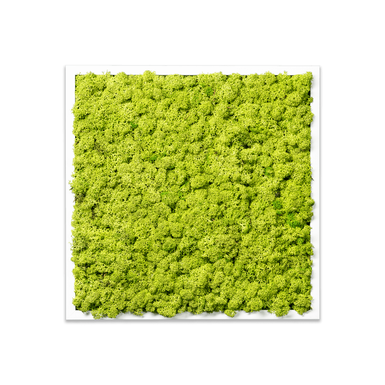 Islandmoos Apfelgrün Premium | eckig