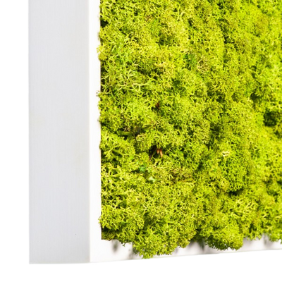 Islandmoos Apfelgrün Premium | eckig