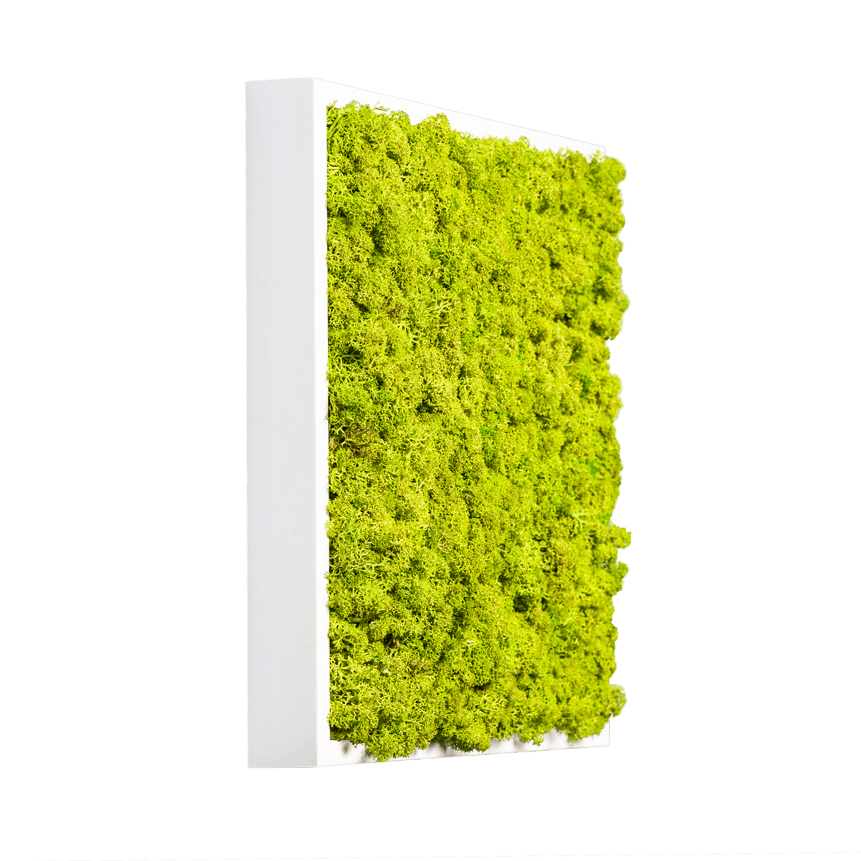 Islandmoos Apfelgrün Premium | eckig