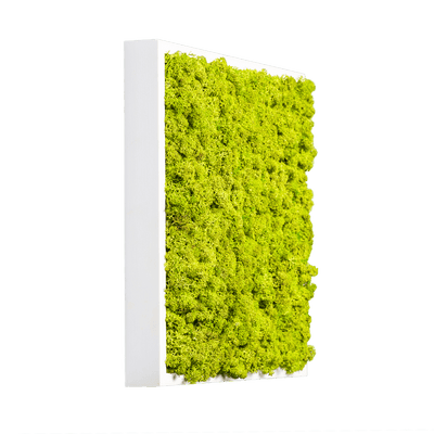 Islandmoos Apfelgrün Premium | eckig