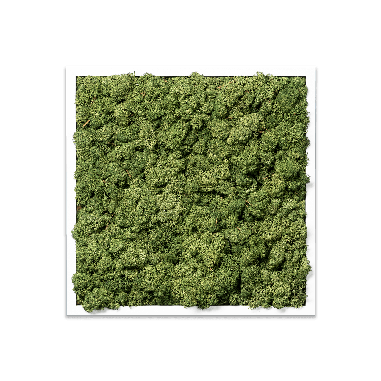 Islandmoos Apfelgrün Premium | eckig