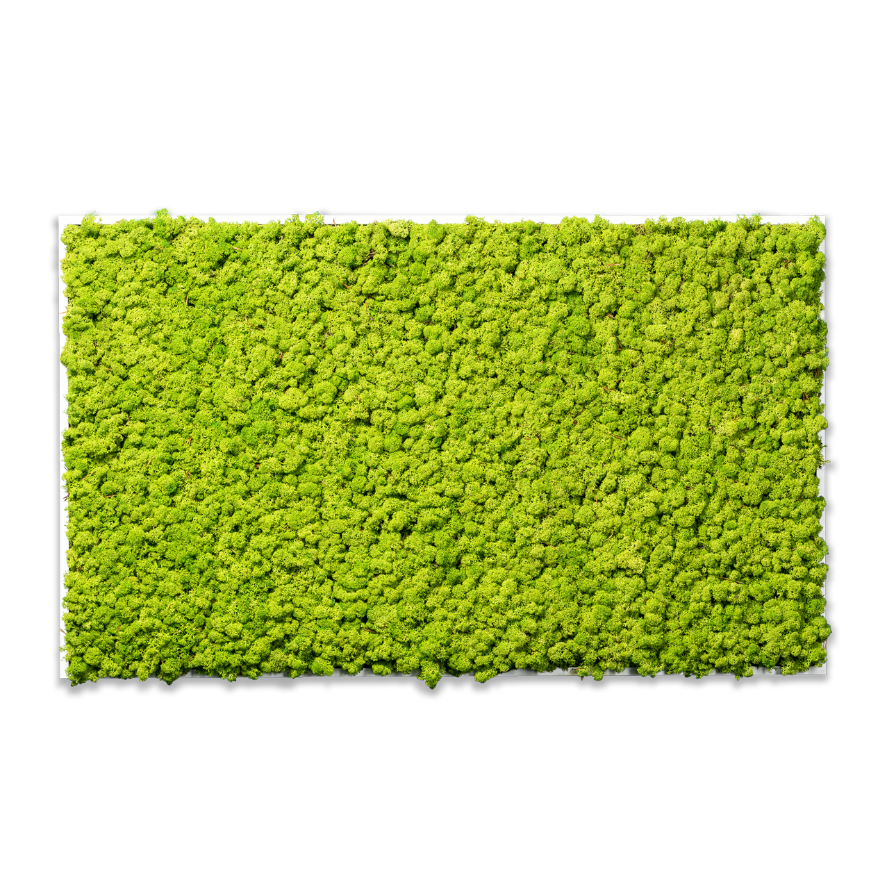 Islandmoos Waldgrün Premium | eckig