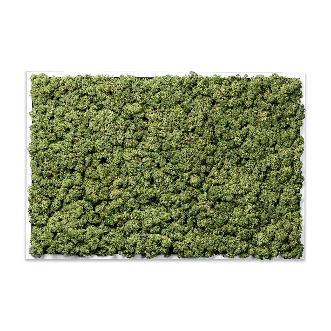 Islandmoos Waldgrün Premium | eckig