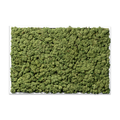 Islandmoos Waldgrün Premium | eckig