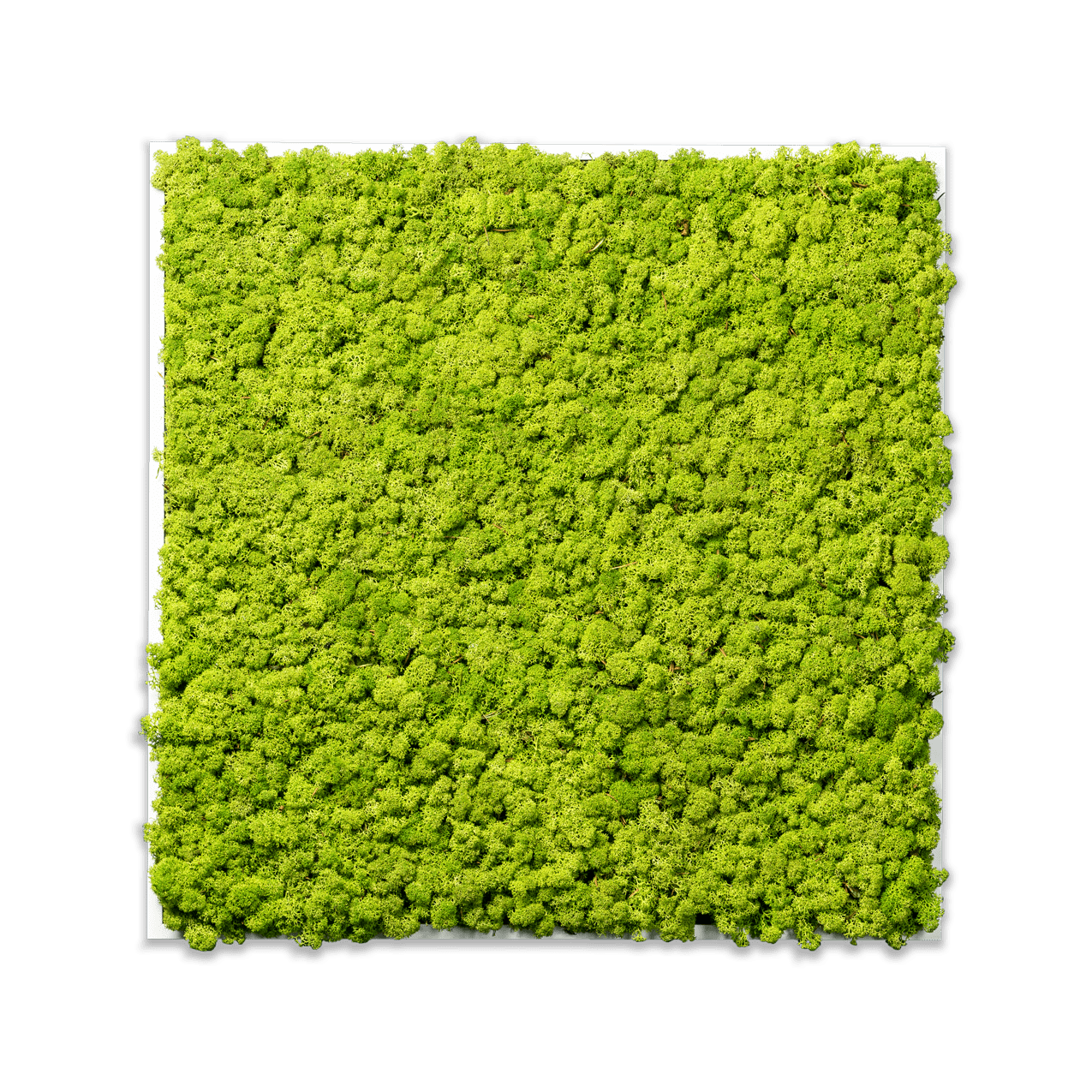 Islandmoos Apfelgrün Premium | eckig