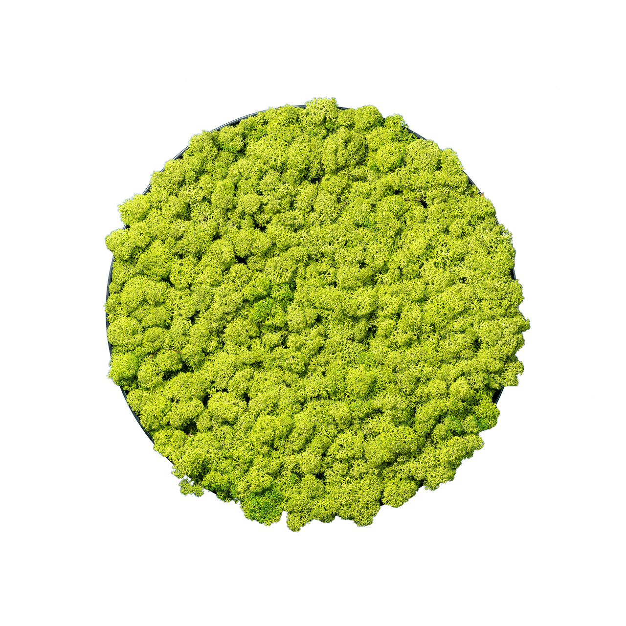 Islandmoos Apfelgrün | rund