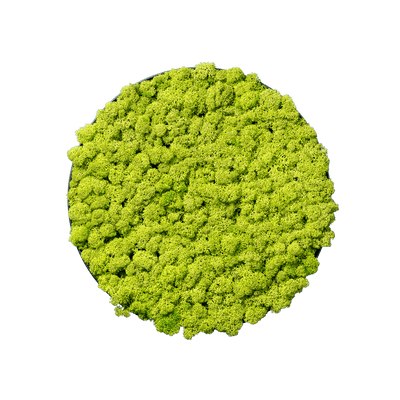 Islandmoos Apfelgrün | rund