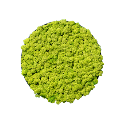 Islandmoos Waldgrün | rund