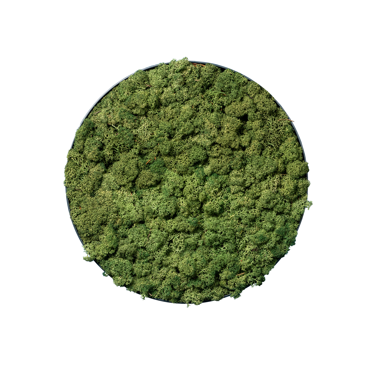 Islandmoos Waldgrün | rund