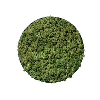 Islandmoos Waldgrün | rund