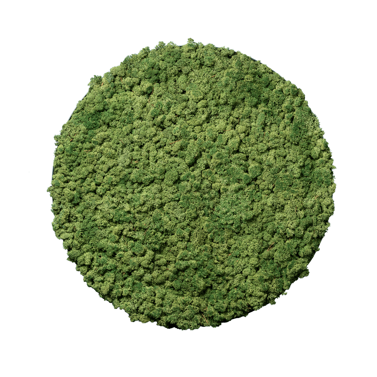 Islandmoos Apfelgrün | rund