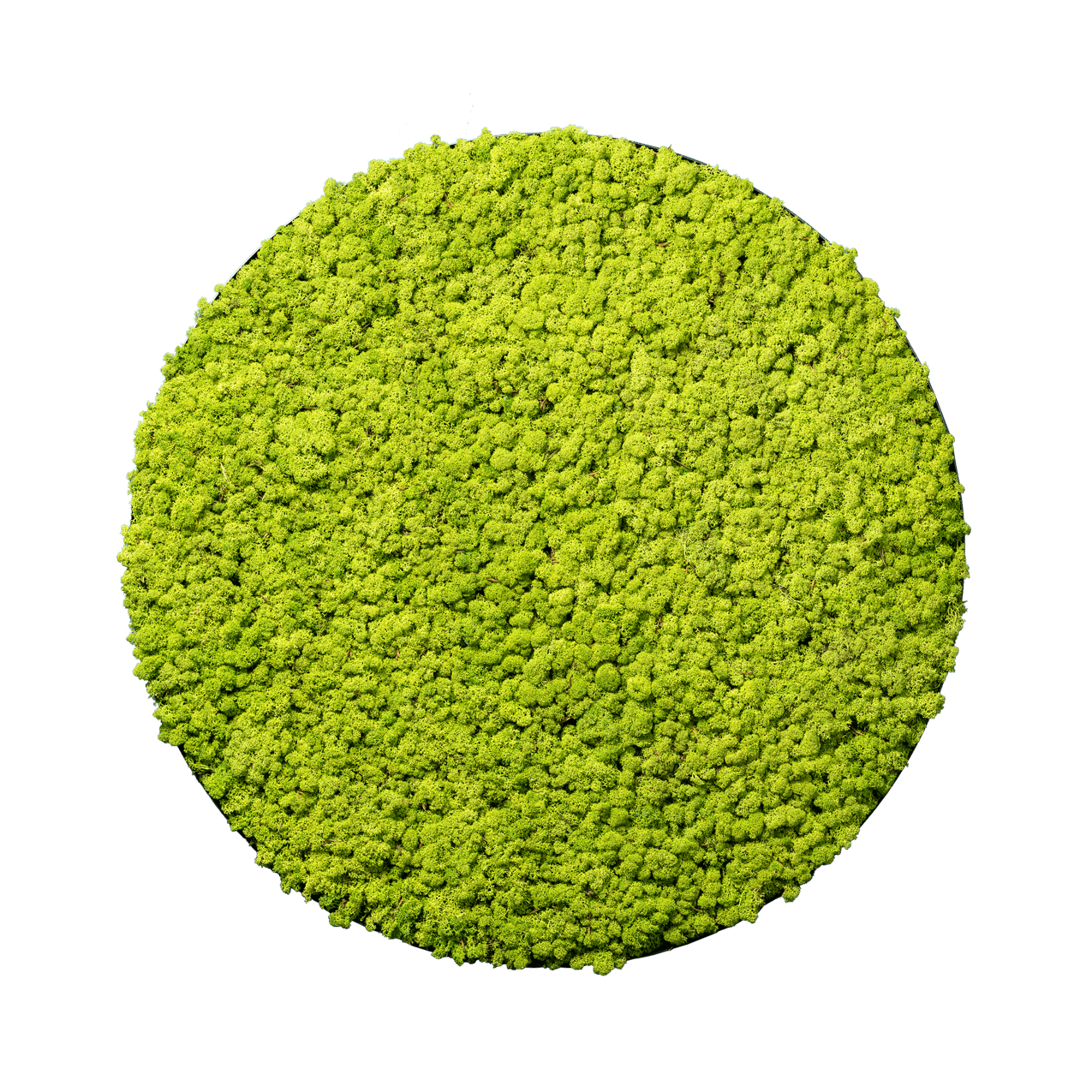 Islandmoos Apfelgrün | rund