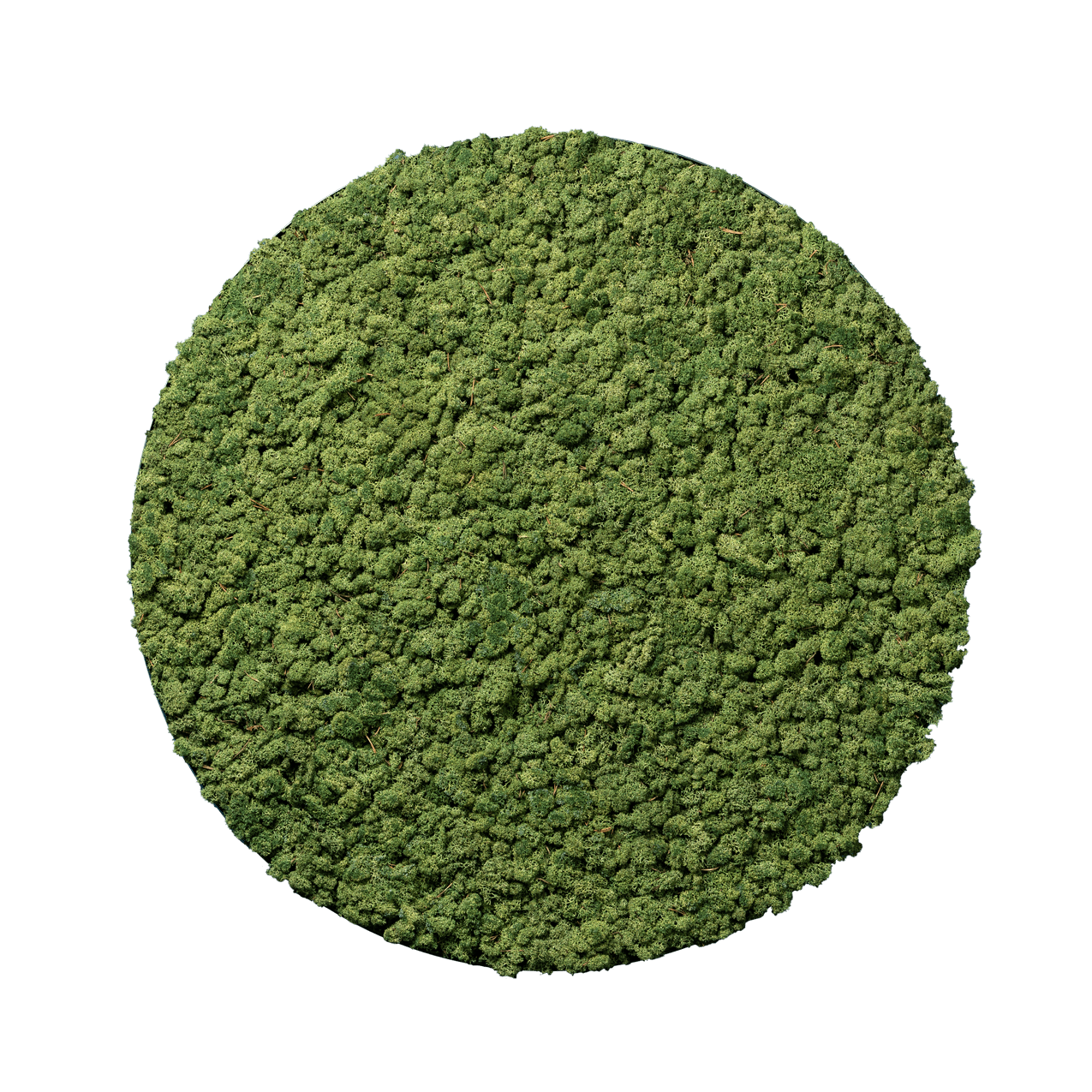 Islandmoos Apfelgrün | rund