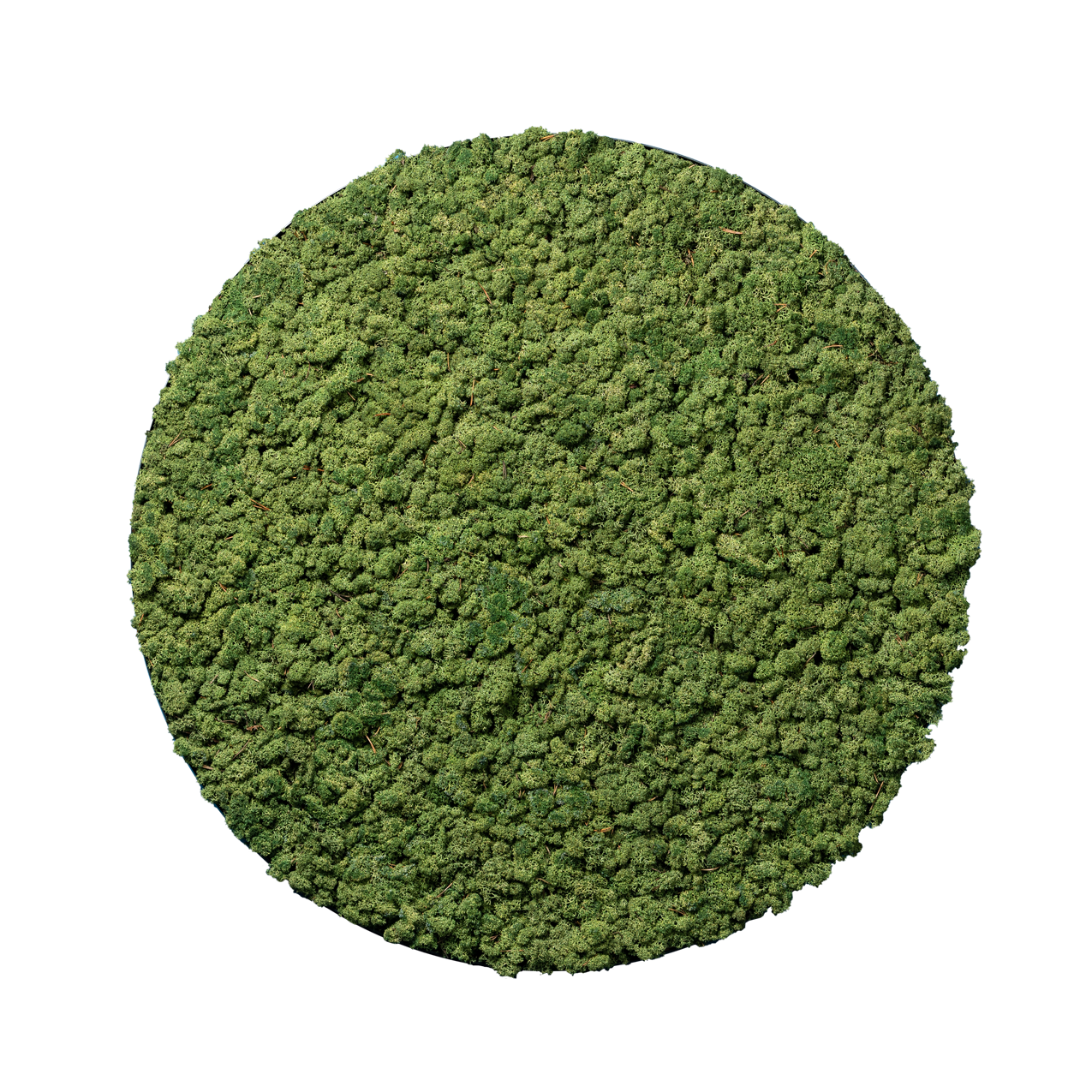 Islandmoos Waldgrün | rund