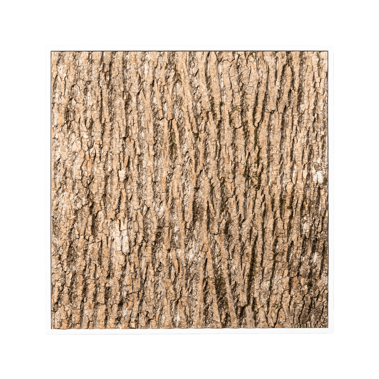 Pappelrinde | eckig